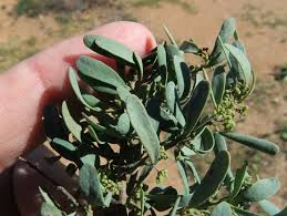 Image result for Antizoma angustifolia