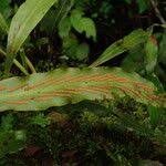 Image result for Loxogramme abyssinica