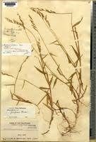 Image result for Urochloa villosa