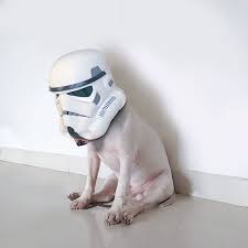 Rafaelmantesso S Photo On Instagram The True Force Bull Terrier Mini Bull Terriers Miniature Bull Terrier