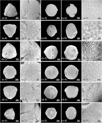 Image result for Sophora inhambanensis