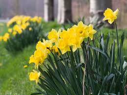 Narcisse Ou Jonquille Varietes Plantation Et Conseils D Entretien