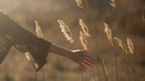 Resultado de imagen de dar en misericordia