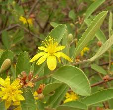 Image result for Grewia flava