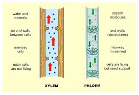 Xylem And Phloem Science Diagrams Biology Organelles