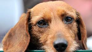 Es gibt also ausnahmen, die von der hundesteuer befreit sind. Hundesteuer Im Kreis Goppingen Manche Kommune Langt Kraftig Zu Landkreis Goppingen Stuttgarter Zeitung