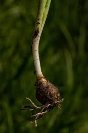 Image result for Dipcadi longifolium