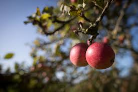 Apple valley is a city in california's san bernardino county. Hudson Valley Orchard Named Best For Apple Picking In U S