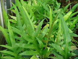 Image result for Microsorum scolopendria