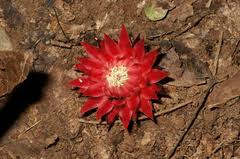 Image result for Thonningia