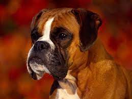 Boxers Google Zoeken Boxer Dogs Boxer Dog Pictures Beautiful Dogs