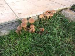 Avec le retour de la chaleur, les champignons peuvent proliférer dans le jardin et le potager. Qui Connait Ces Champignons Qui Poussent Dans Le Jardin Sous Ma Gloriette