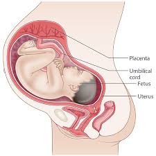 Ultrasound at 7 weeks pregnancy. 37 Weeks Pregnant Raising Children Network
