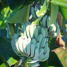 Blue Java Banana A Smooth Banana That Tastes Like Vanilla Ice Cream Webmdi Vanilla Ice Cream Banana Ice Cream Avocado Banana Smoothie
