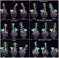 Image result for Aeollanthus repens