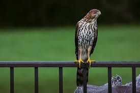 Antelope island, davis county, utah. Juvenile Cooper S Hawk In Ohio Birdpics