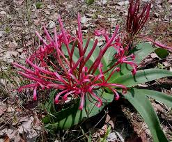 Image result for Ammocharis tinneana