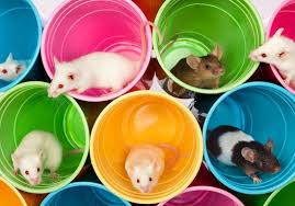 rever de rat ou de souris signification du rongeur dans un reve elle