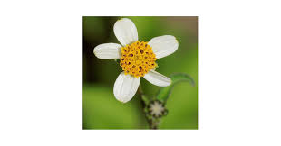 Image result for Bidens pilosa