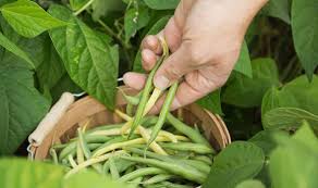 The inoculation has obvious advantages of promoting more vigorous and productive. Alan Titchmarsh S Tips On Planting Green Beans Express Co Uk