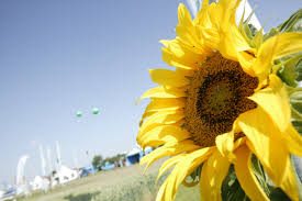 Explore burpee's selection of plants. Sunflower Meal And Peas Perfect For Sheep Feed All About Feed