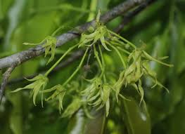 Image result for Monoon longifolium