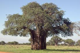 Image result for Adansonia digitata