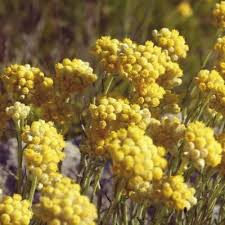 Image result for Helichrysum lastii