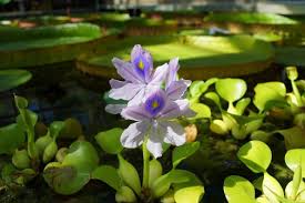 Piante di fiori acquatici iris. Piante Per Tartarughe D Acqua Piante Acquatiche Commestibili