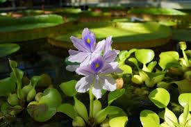 Il mandala fiori acquatici su maglietta nera (front). Piante Per Tartarughe D Acqua Piante Acquatiche Commestibili