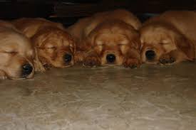 Find a golden retriever rescue near you. Golden Retriever Puppies