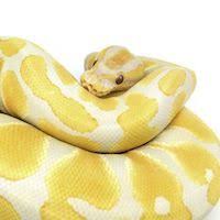 How to set up a baby ball python enclosure for under $100 ball pythons for sale (python regius) at bhb reptiles! Reptiles For Sale From Breeders Worldwide Morphmarket Usa