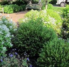 Evergreen Shrubs The Most Important Part Of Your Mixed Border Evergreen Garden Shrubs For Landscaping Small Evergreen Shrubs