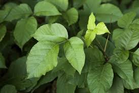 Don't mix any other thing with the chlorine bleach. Poison Ivy Allergy What You Need To Know About The Rash