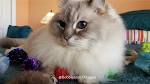 Ragdoll Kittens for Sale - Ragmatical Ragdolls