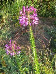 Image result for Cleome macrophylla
