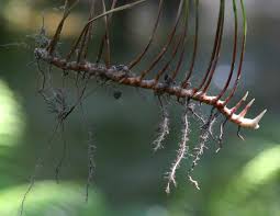 Image result for Kyllinga erecta