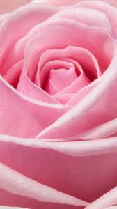 Pink Rose Wallpaper Iphone Android Desktop Backgrounds Pink Wallpaper Iphone Rose Wallpaper Flower Phone Wallpaper