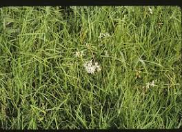 Image result for Pelargonium alchemilloides