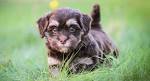 PuppyFind | Havanese Puppies for Sale