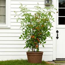 'sungold' has high resistance to fusarium wilt and tobacco mosaic virus. Pot Of Sungold Tomato Collection White Flower Farm