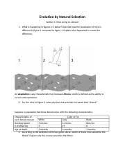 Not only is evolution happening this speed is essential if you're a desert mouse living in an environment where a volcanic eruption can reverse selective pressure in nearly an instant. Evolution By Natural Selection Worksheet And Lab Activity Docx Evolution By Natural Selection Section 1 Mice Living In A Desert 1 What Is Happening In Course Hero