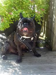 Includes measuring and picking the right one for your frenchie. Dog Harness For French Bulldog With Handle 75 8