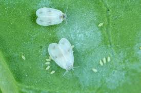 野菜の葉裏に寄生する白い虫 コナジラミの特徴と対策 畑は小さな大自然vol 70