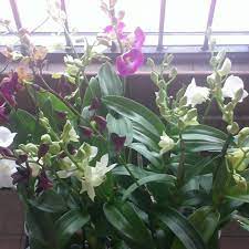 See more of olivera flowers west palm beach on facebook. Olivera Flowers Flower Wholesale And Supplier