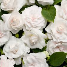 Image result for Impatiens sylvicola