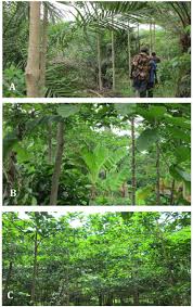 Image result for Terminalia superba