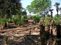 Image result for Polysphaeria multiflora