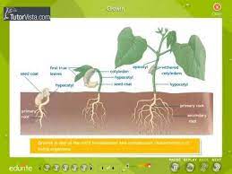 Maybe you would like to learn more about one of these? Plant Growth And Development Youtube