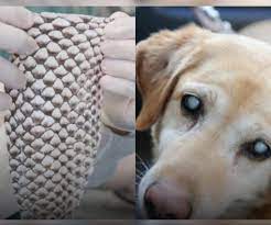 Pele de tilápia é usada para restaurar visão de cães e gatos em tratamento inovador no Ceará – Imperador Notícias